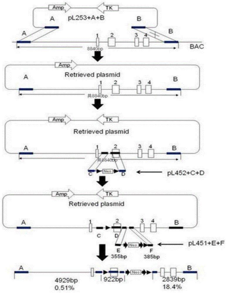 A kind of method and application of mouse loxl3 gene conditional knockout