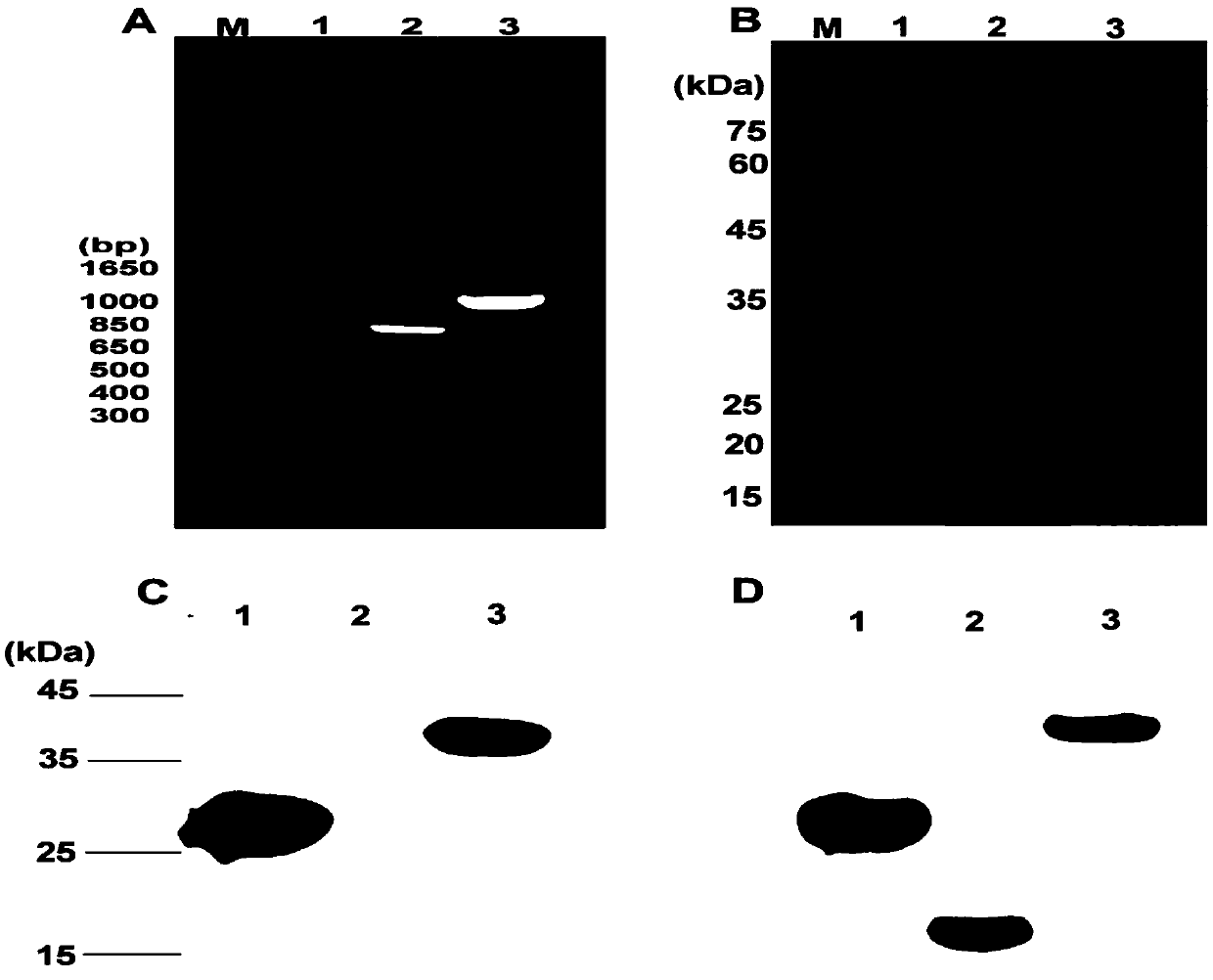 Recombinant immunotoxin and preparation method and application thereof