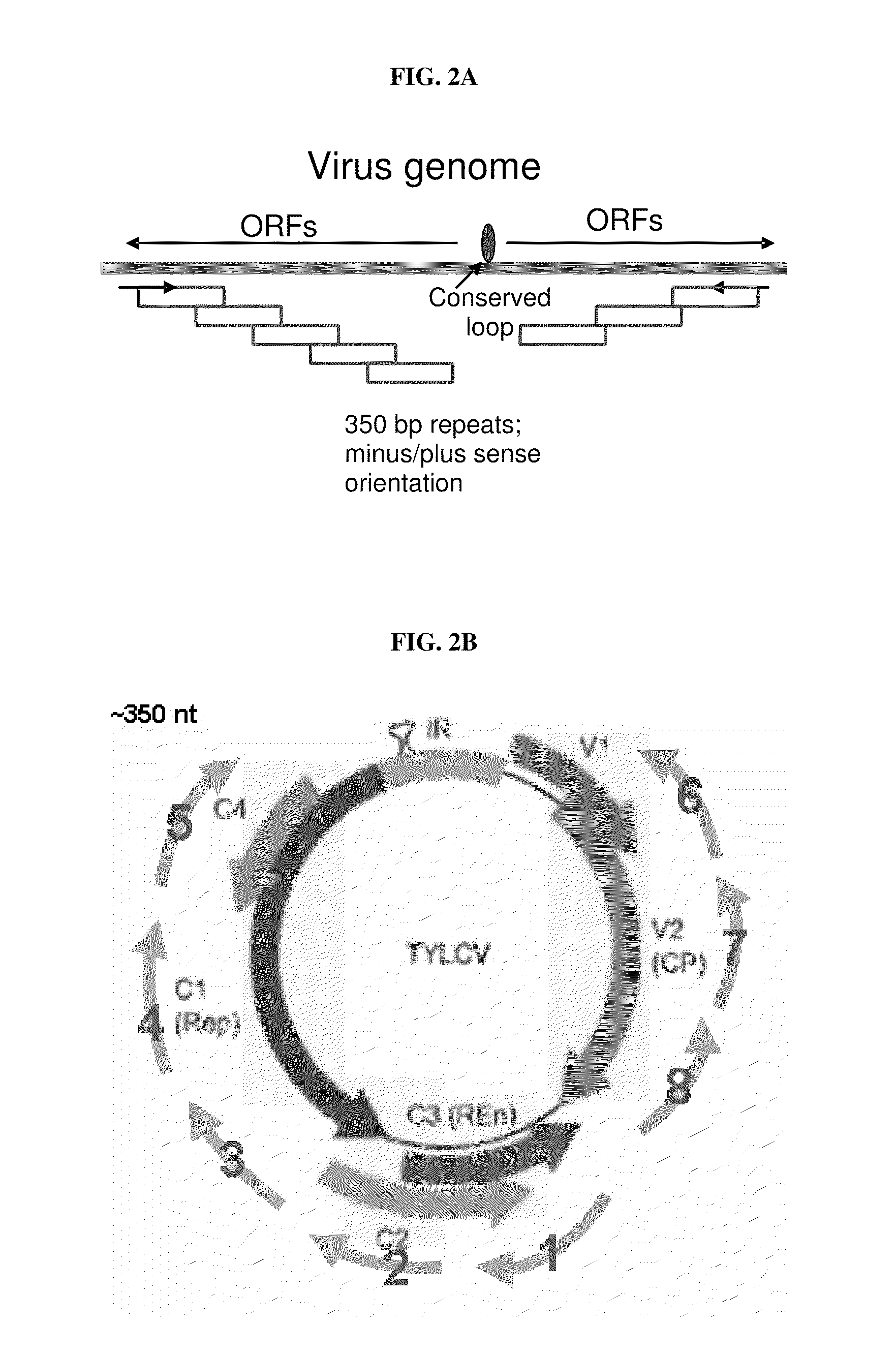 Multiple Virus Resistance in Plants