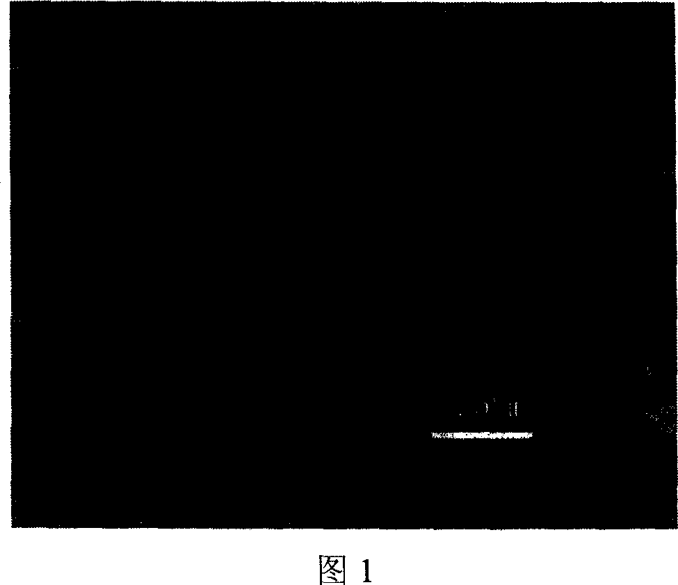 Method for preparing biological degradable polymer drug-carried fine particle by supercritical anti-solvent process