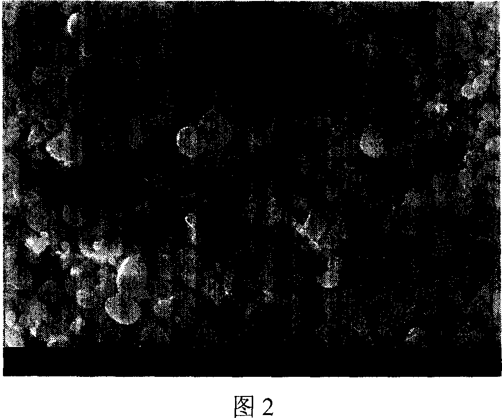 Method for preparing biological degradable polymer drug-carried fine particle by supercritical anti-solvent process