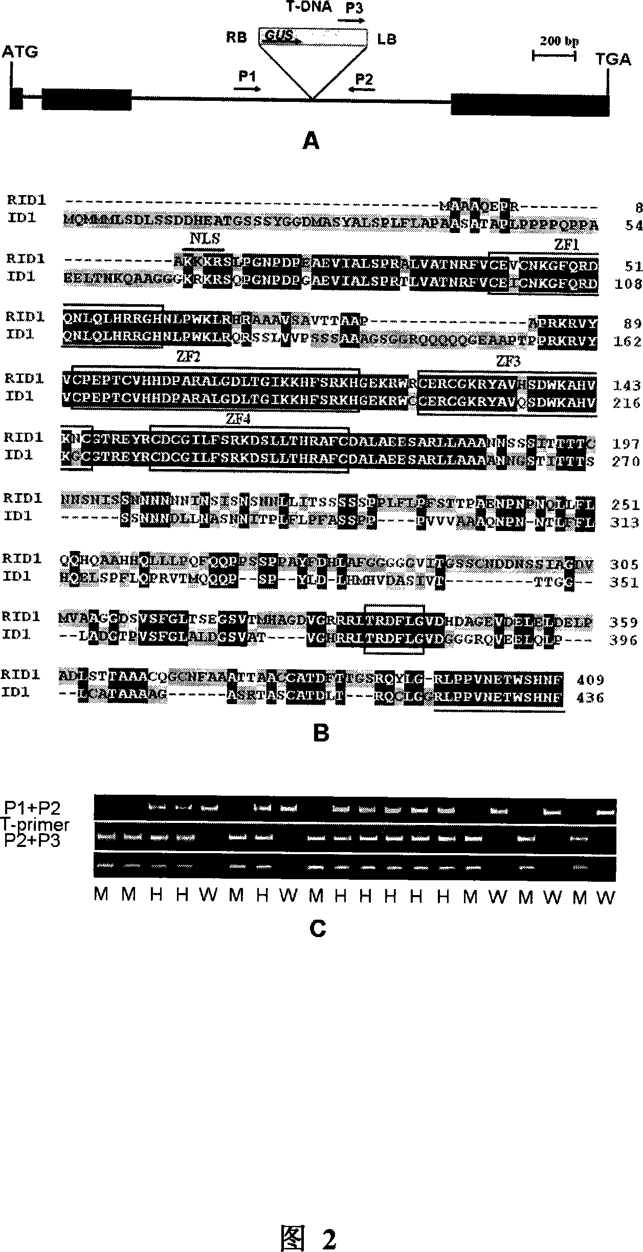 Clone of gene RID1 for controlling rice floral conversion and heading stage and application thereof