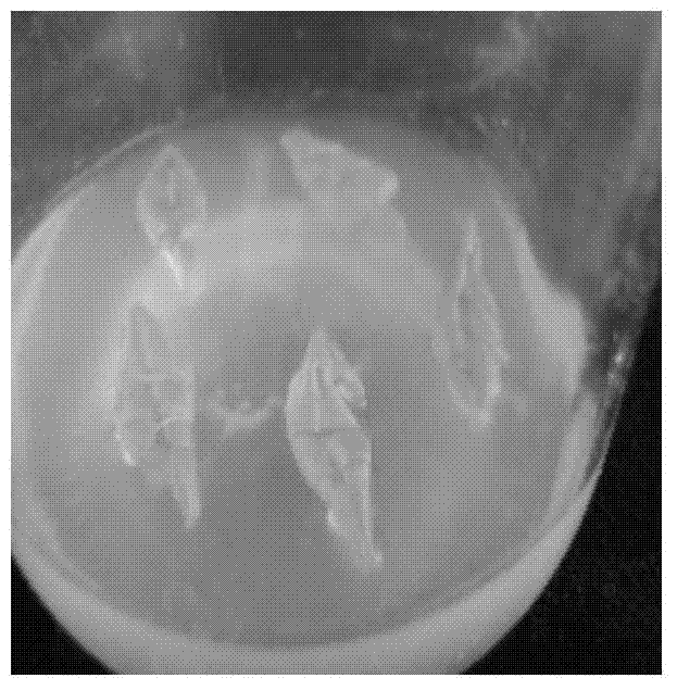 A complete medium for inducing rapid propagation of somatic embryos from isolated leaves of Sophora japonica