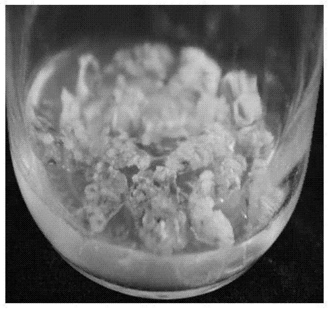 A complete medium for inducing rapid propagation of somatic embryos from isolated leaves of Sophora japonica