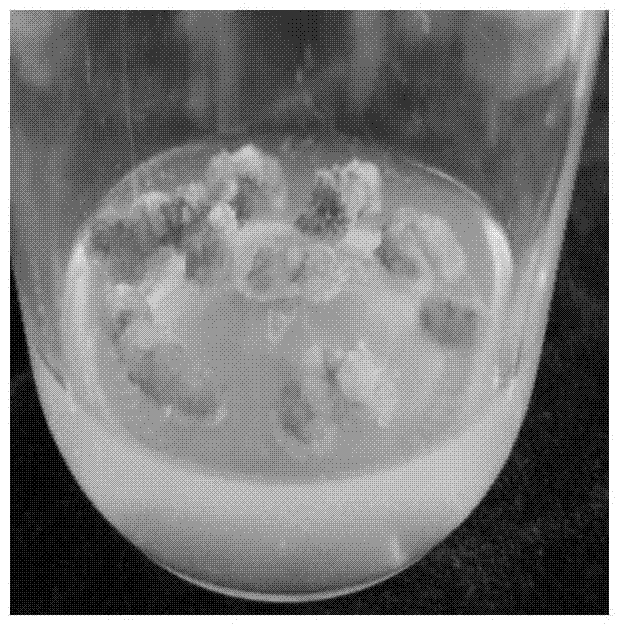 A complete medium for inducing rapid propagation of somatic embryos from isolated leaves of Sophora japonica