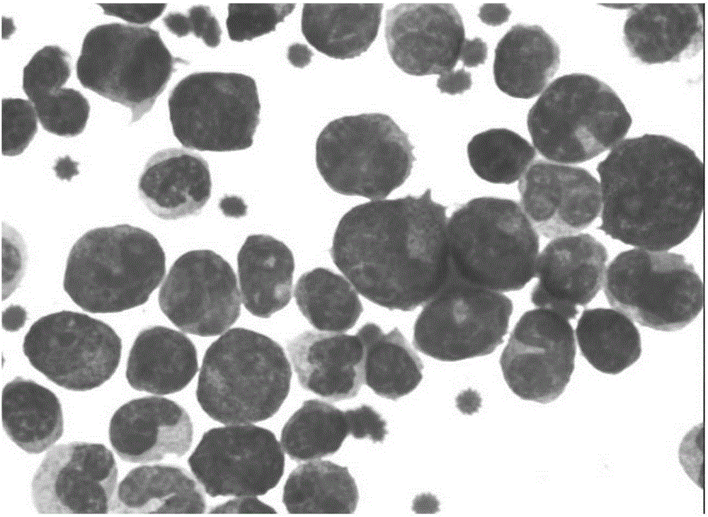 Wright-Giemsa compound staining solution and preparation method thereof