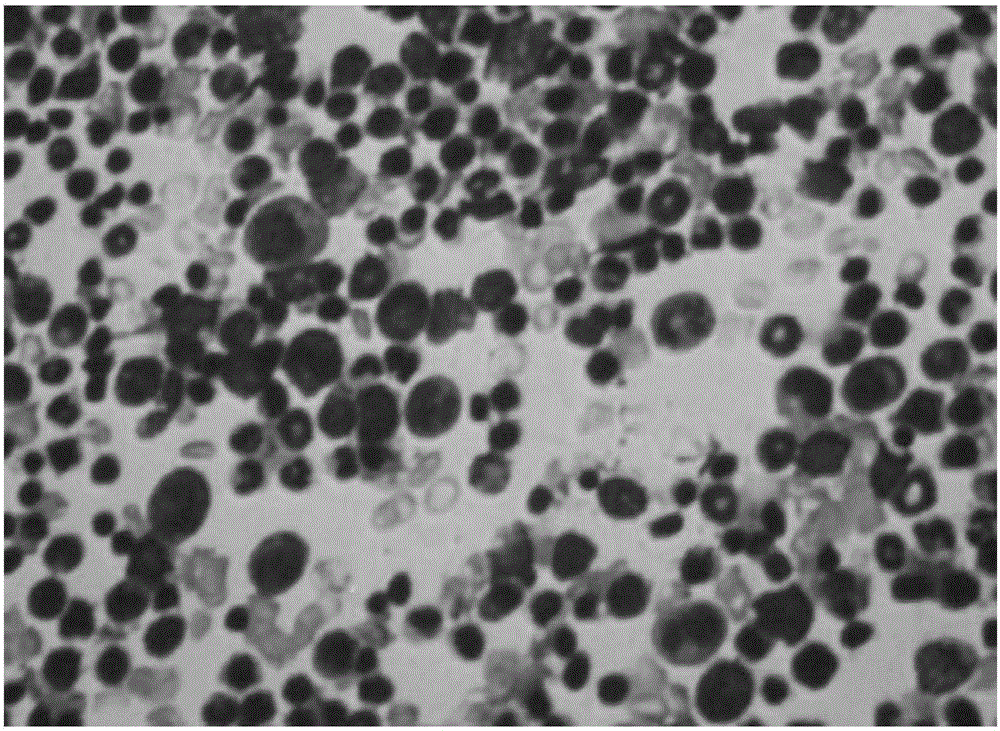 Wright-Giemsa compound staining solution and preparation method thereof