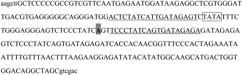 Method for detecting activity of chloroplast promoter on basis of tetracycline regulation system