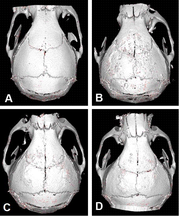 Medicinal application of okadaic acid in treating periprosthetical osteolysis