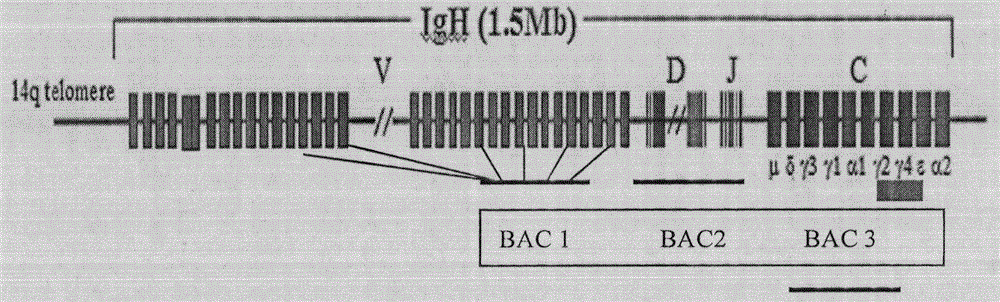 A method for preparing transgenic animals capable of expressing human antibodies