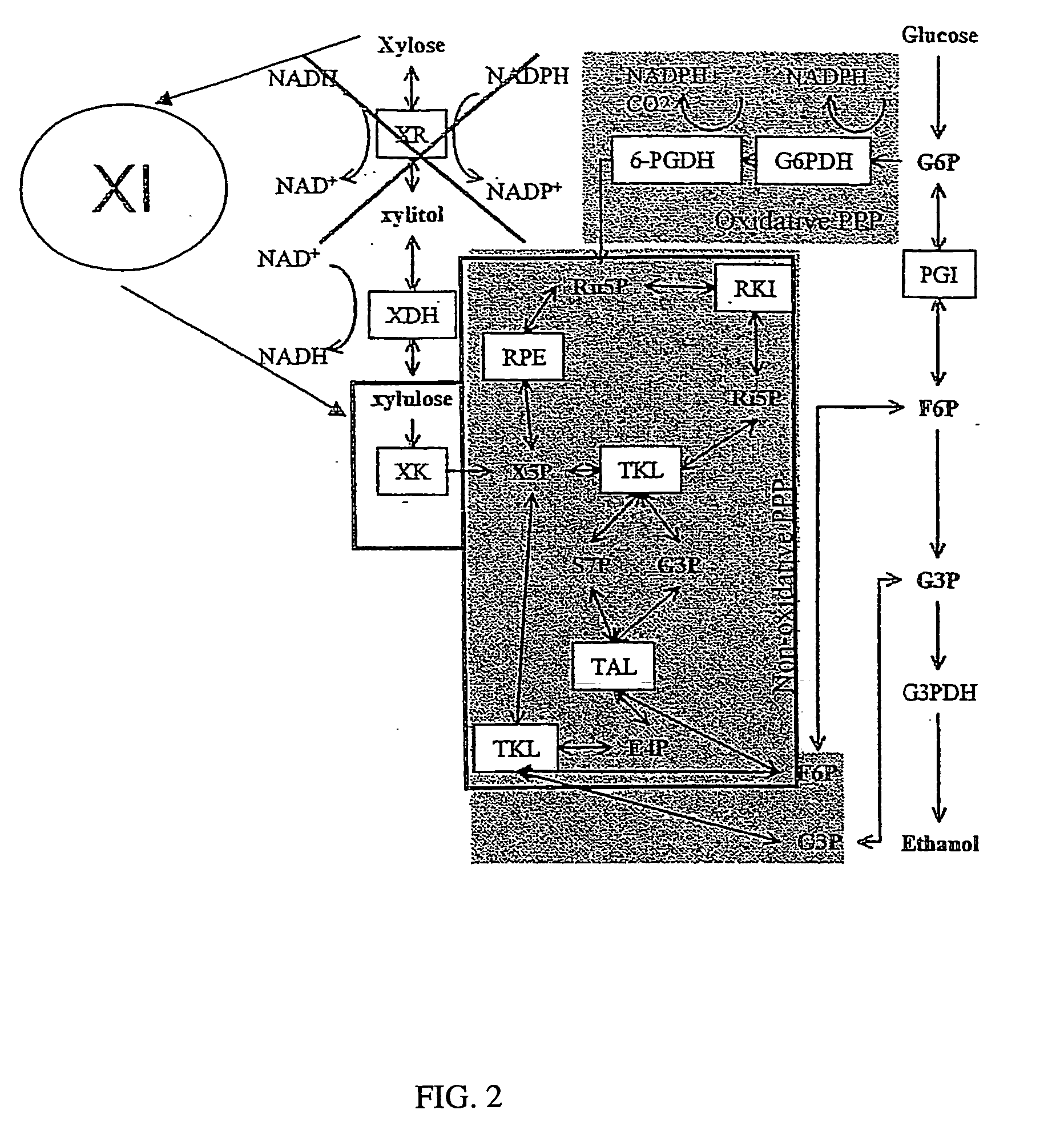 Construction of new xylose utilizing saccharomyces cerevisiae strain