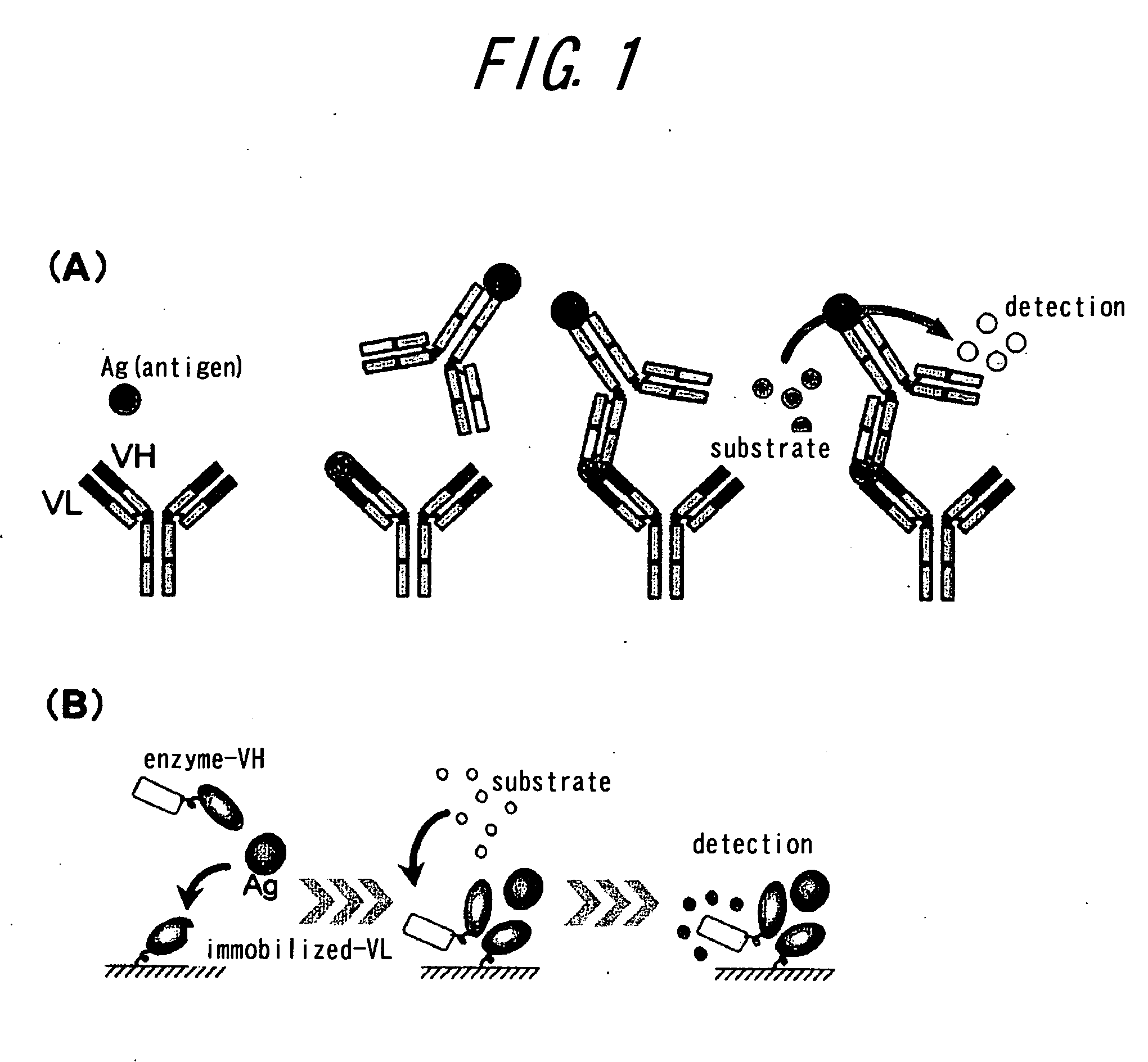 Method of assaying interaction between proteins