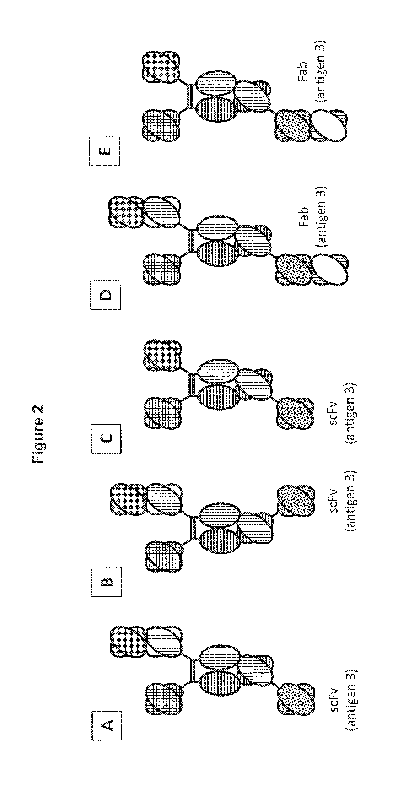 Novel heterodimeric proteins