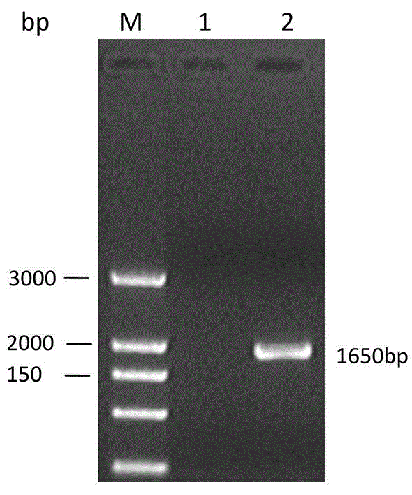 Phosphatidylinositol proteoglycan GPC3 protein fragment, application thereof and hybridoma cell strain prepared therewith