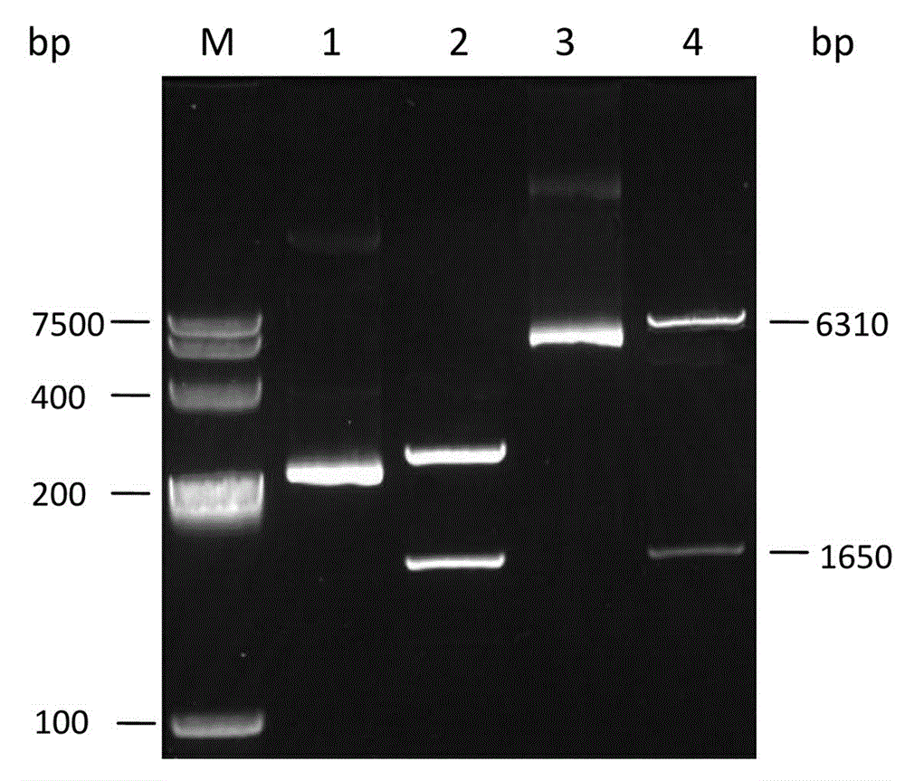 Phosphatidylinositol proteoglycan GPC3 protein fragment, application thereof and hybridoma cell strain prepared therewith