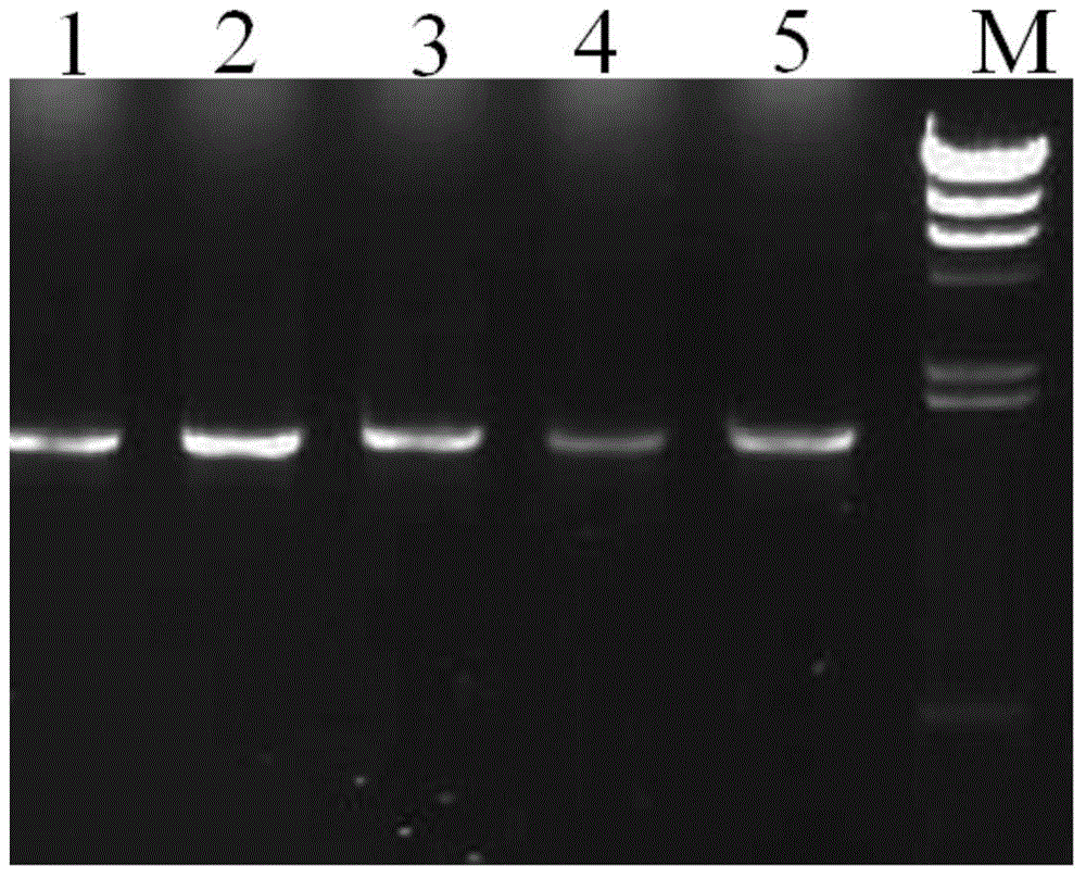 Novel endoxylanase, and its encoding gene and application