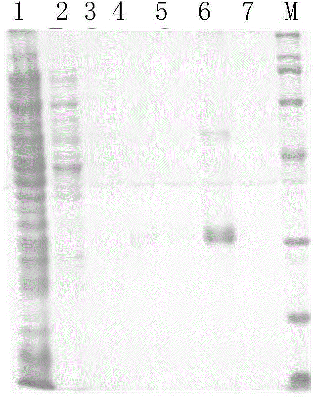 Novel endoxylanase, and its encoding gene and application