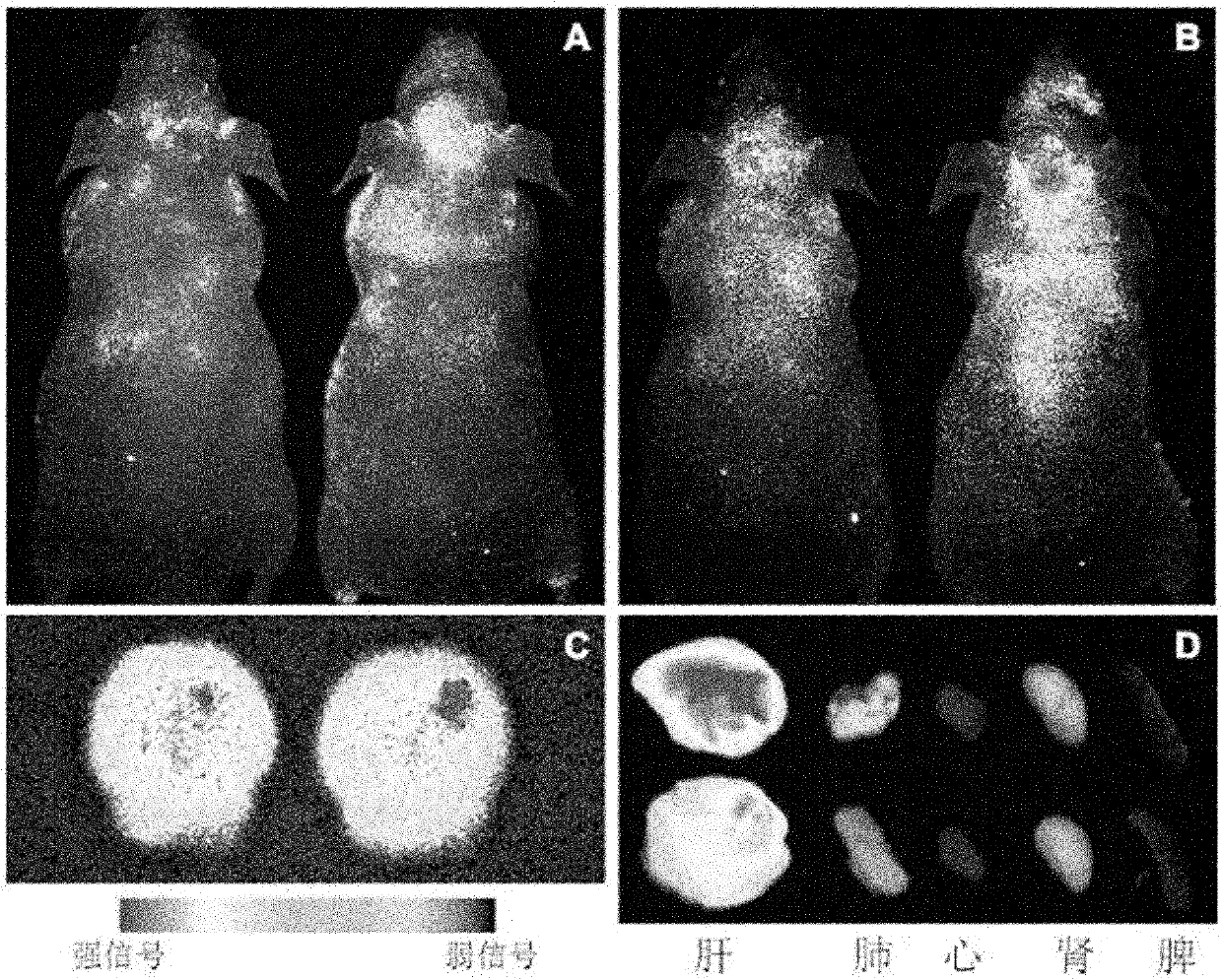 Tumor targeting magnetic resonance contrast medium modified by chlorotoxin and preparation method and application thereof