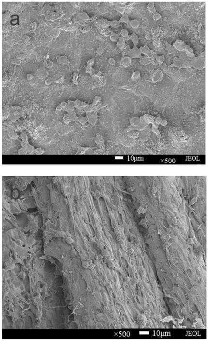 Preparation method of nerve conduit material based on polyhydroxyalkanoate/sodium alginate electrospun nanofibers