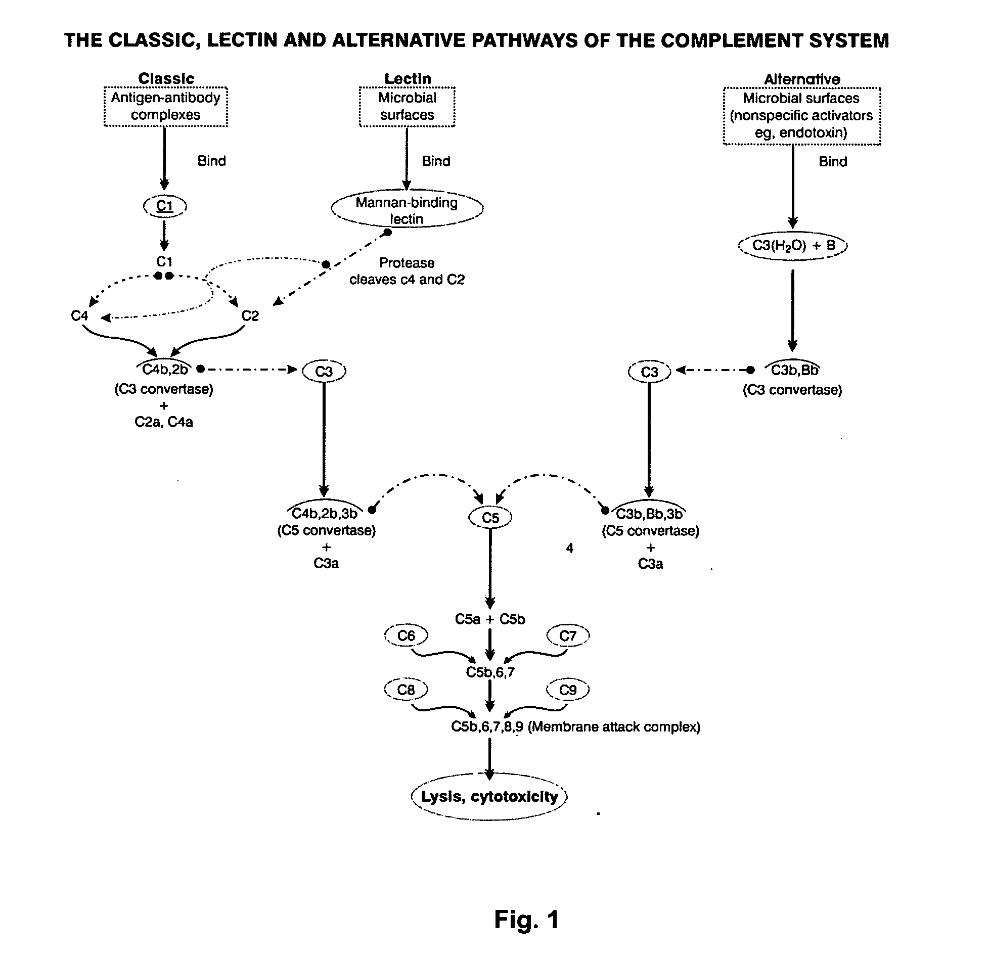 Immunogenic composition and method of developing a vaccine based on fusion protein