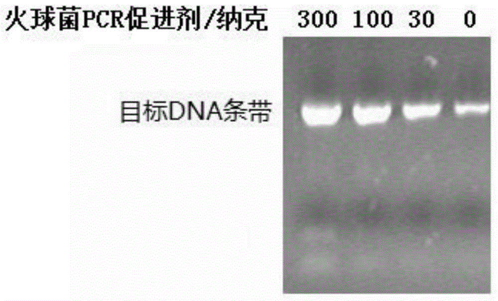 Protein-type PCR (polymerase chain reaction) accelerant based on deoxyuridine triphosphate hydrolase as well as preparation method and application of protein-type PCR accelerant