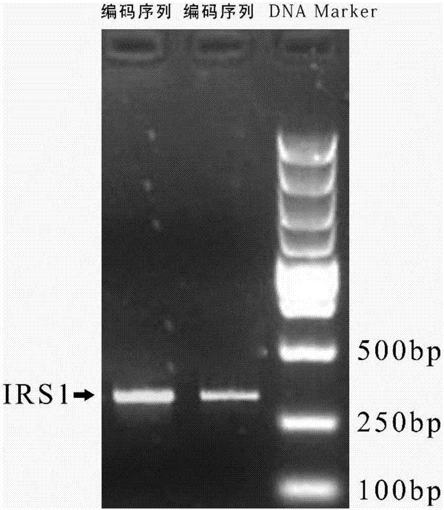 SgRNA (Small Guide Ribonucleic Acid) targeting sequence of specific target pig IRS1 (Insulin Receptor Substrate 1) gene and application thereof