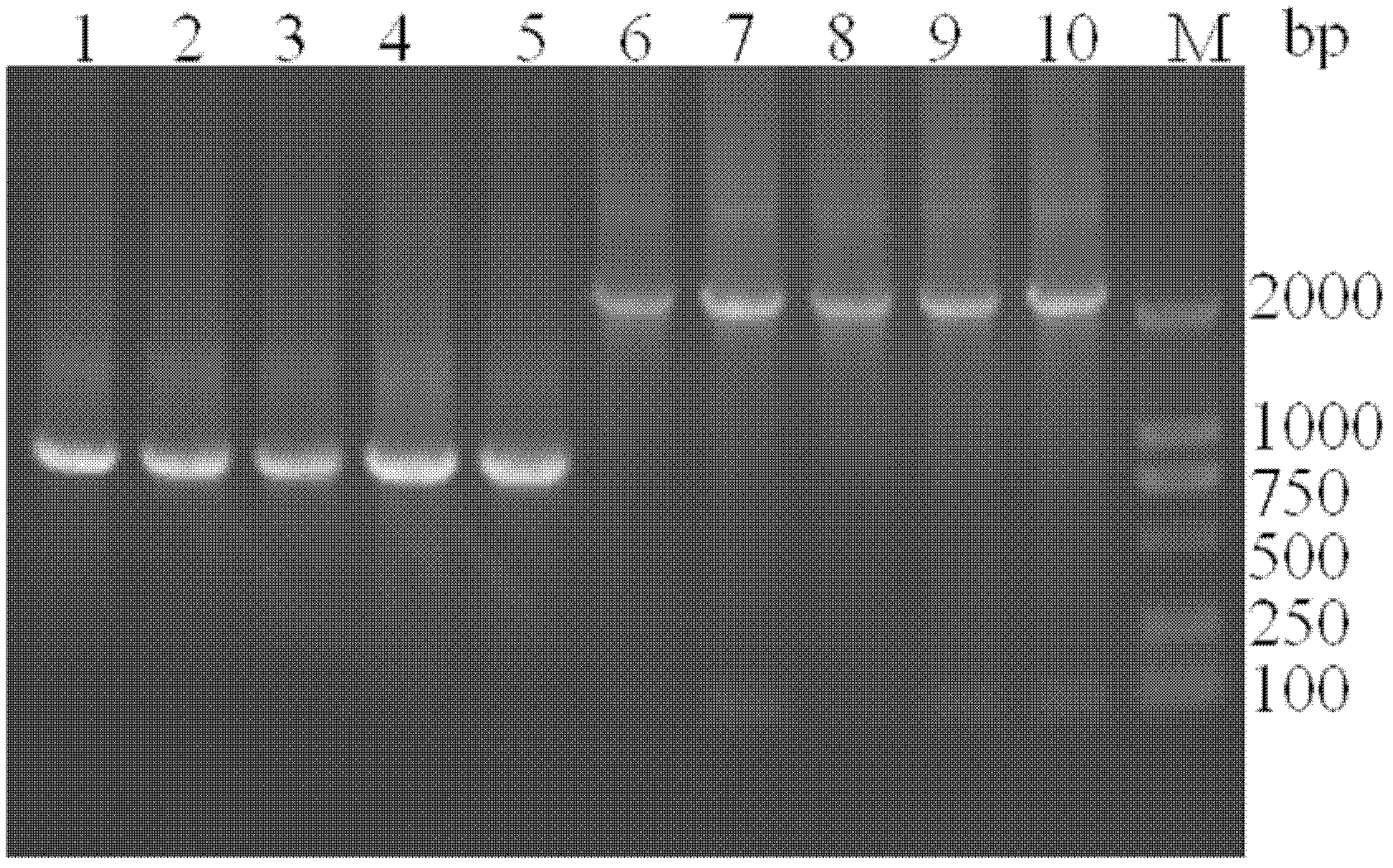 Lentivirus expression vector of anti-p185erdB2 human mouse chimeric antibody containing F/2A sequence and construction method of lentivirus expression vector