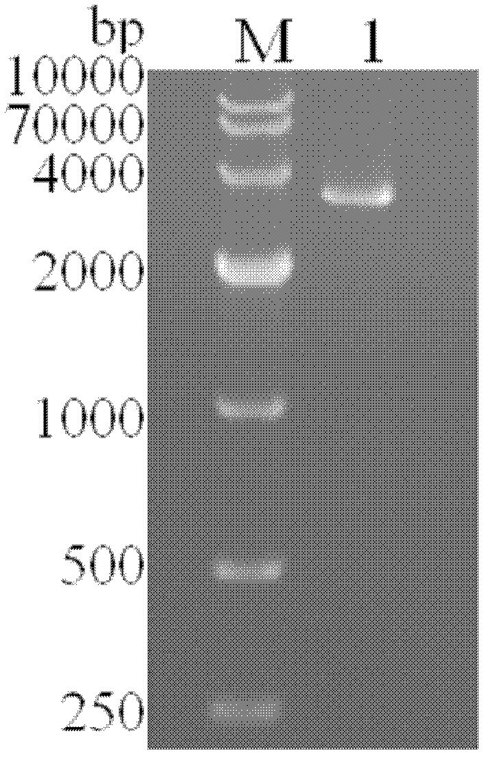 Lentivirus expression vector of anti-p185erdB2 human mouse chimeric antibody containing F/2A sequence and construction method of lentivirus expression vector