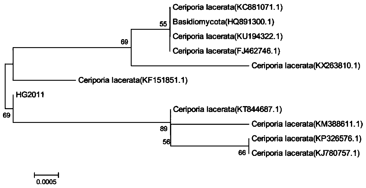 A strain of cereus tearing fungus and its application in the control of fungal diseases of crops