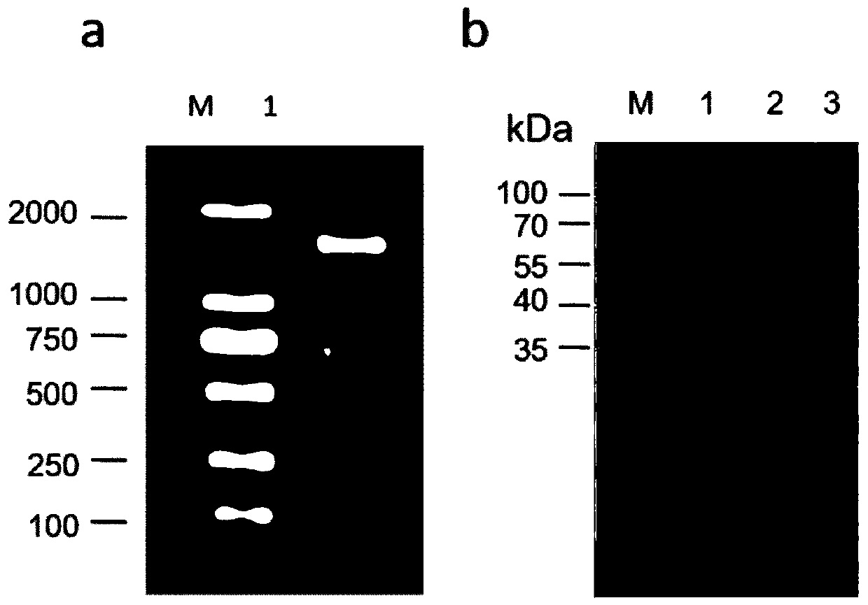 Gene of kelp mannuronic acid C5-isomerase and application of gene