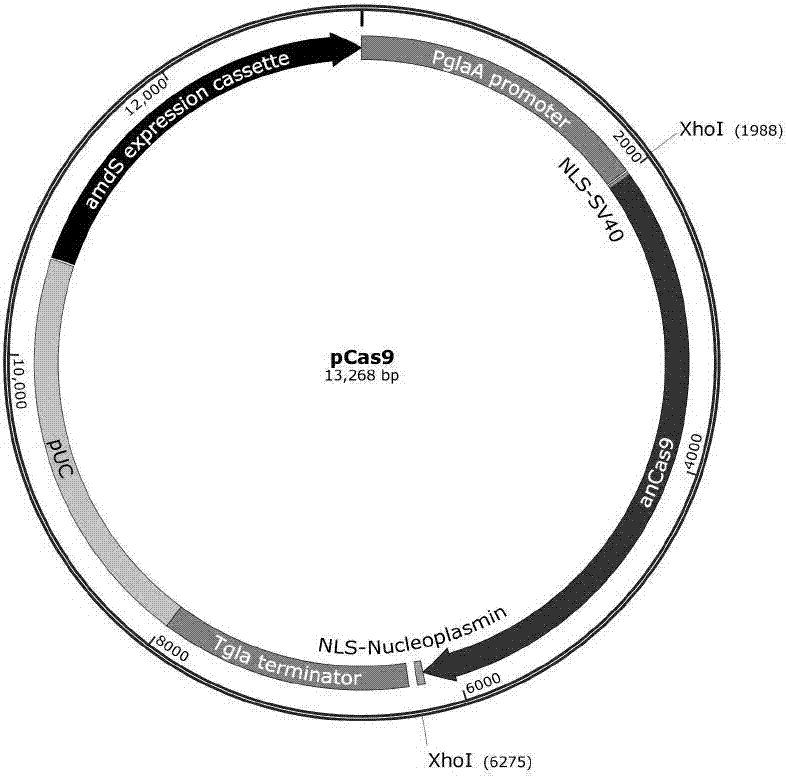 Application of novel guide RNA (Ribonucleic Acid) expression cassette in CRISPR/Cas (Clustered Regularly Interspaced Short Palindromic Repeats) system