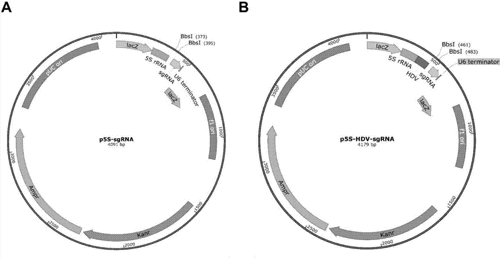 Application of novel guide RNA (Ribonucleic Acid) expression cassette in CRISPR/Cas (Clustered Regularly Interspaced Short Palindromic Repeats) system