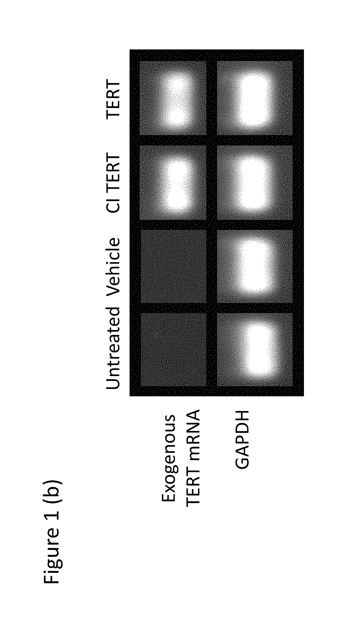 Compounds, compositions, methods, and kits relating to telomere extension