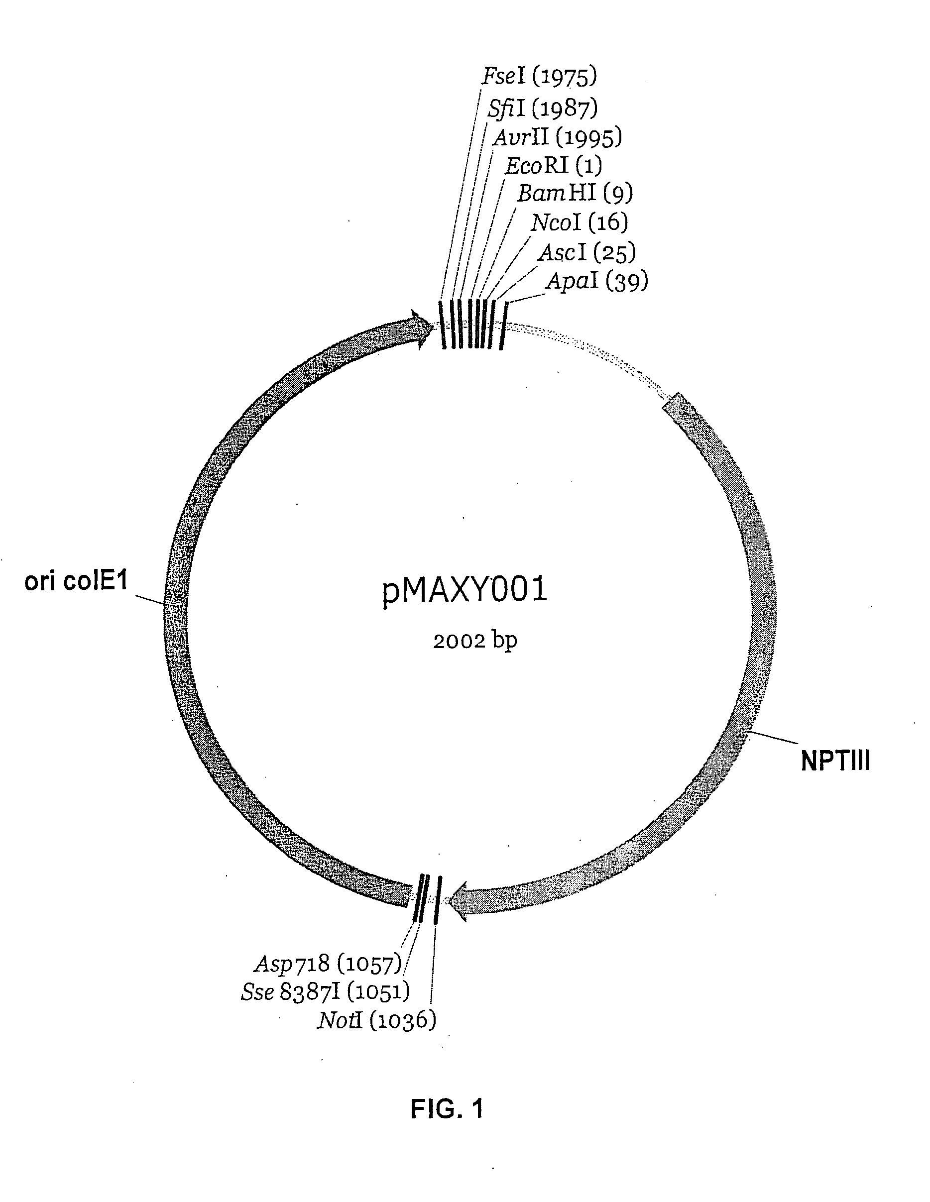 Vectors for plant transformation and methods of use