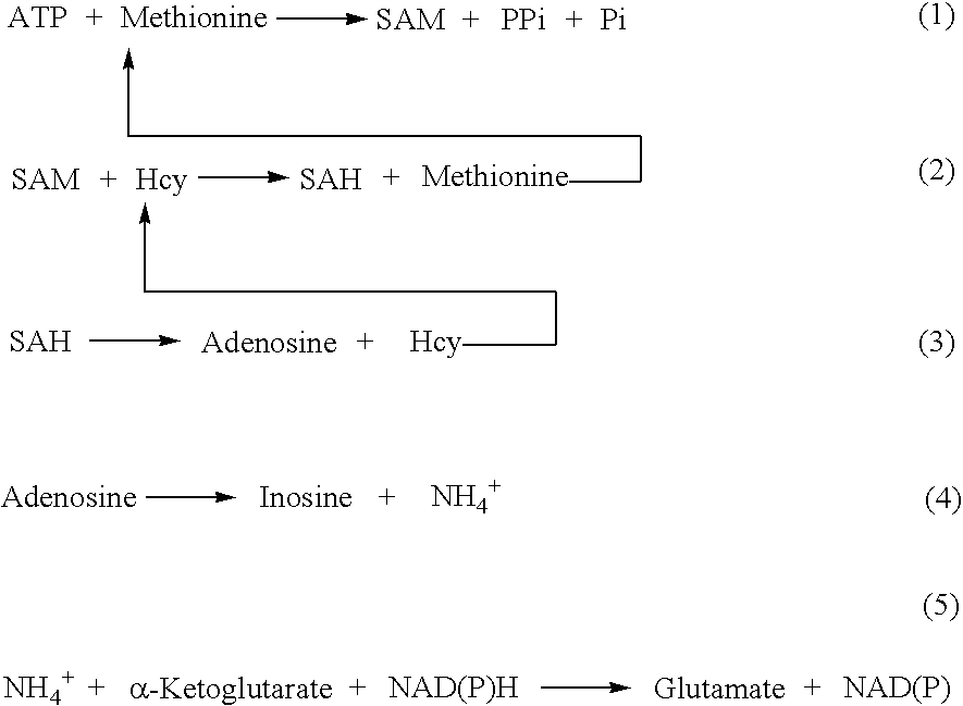 Methods and compositions for assaying homocysteine