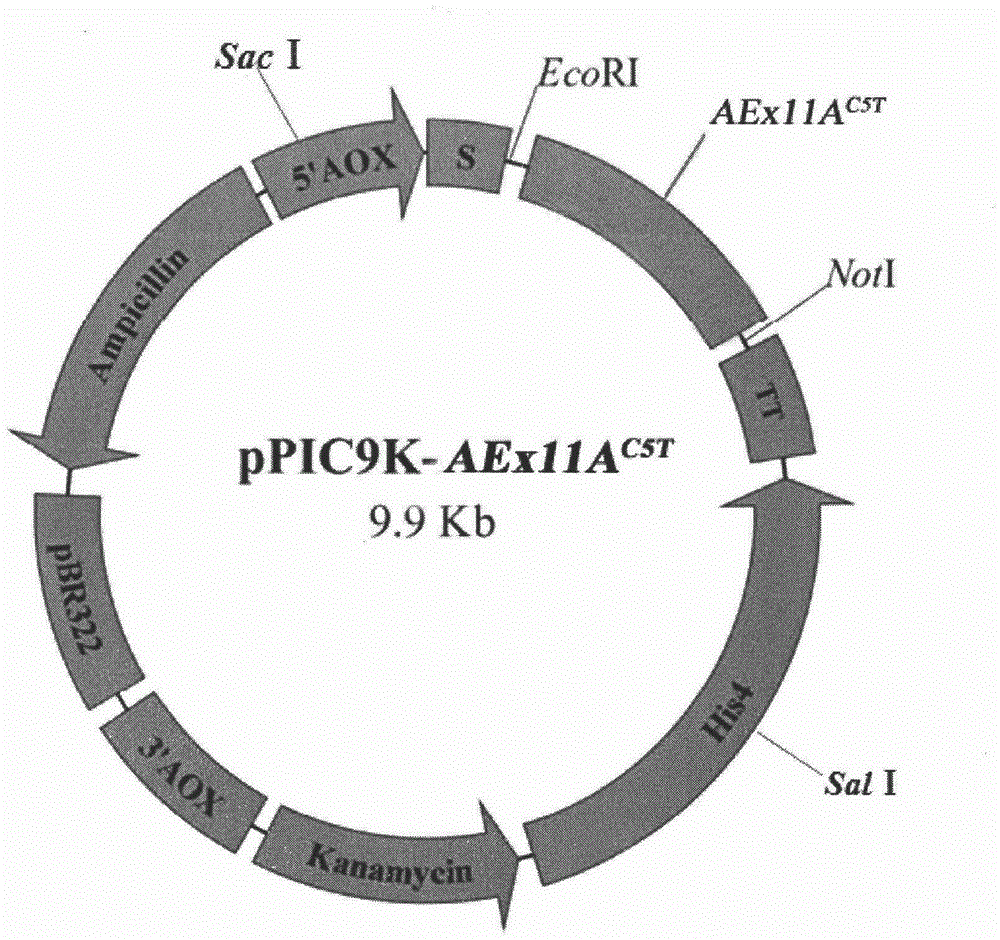 Method for validating influence of disulfide bond on thermal stability of xylanase