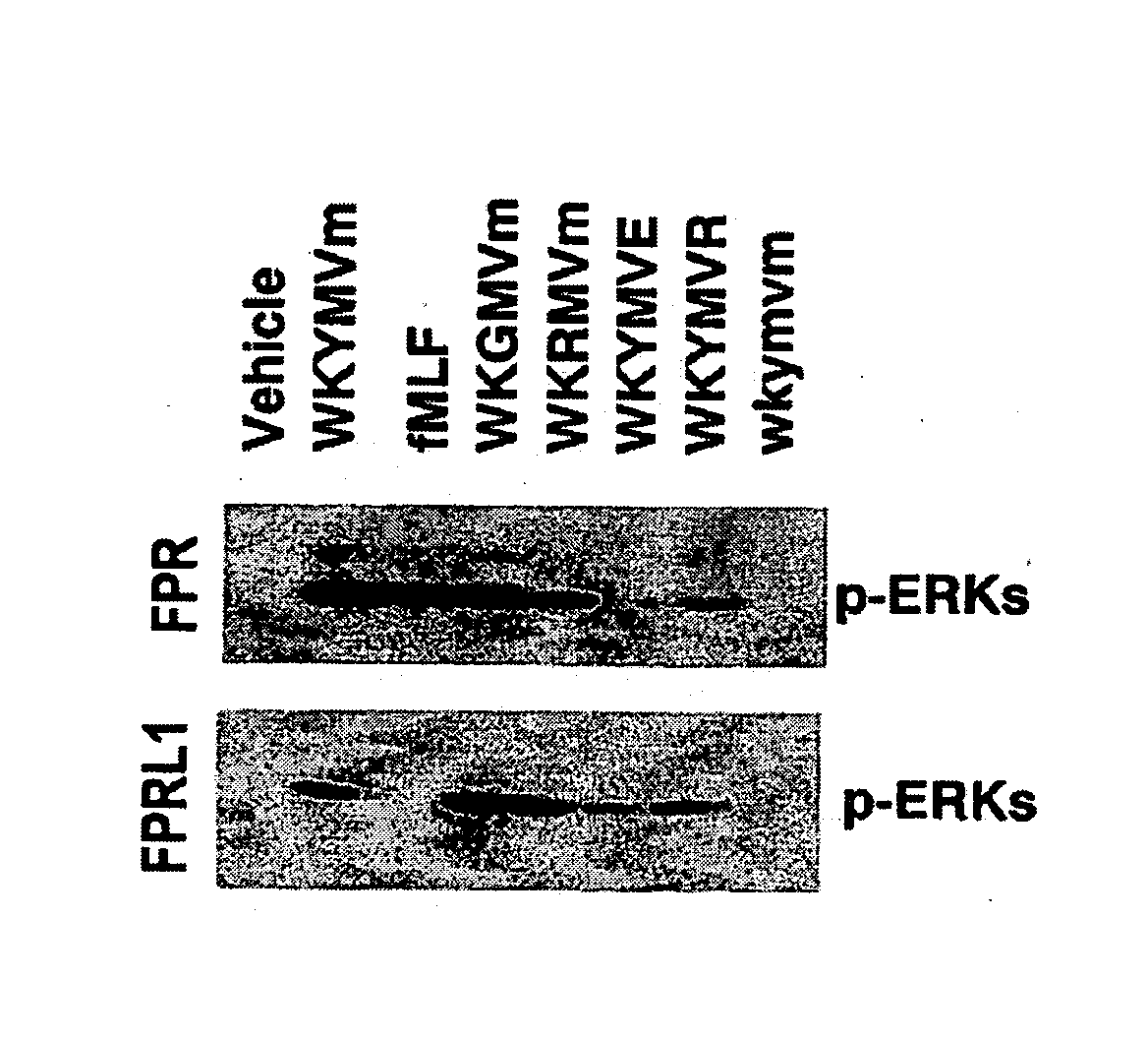 Immune-modulating peptide