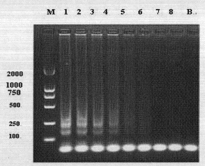 Specific primer group, kit comprising the primer group, use method and detection method