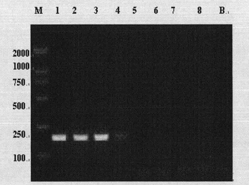 Specific primer group, kit comprising the primer group, use method and detection method