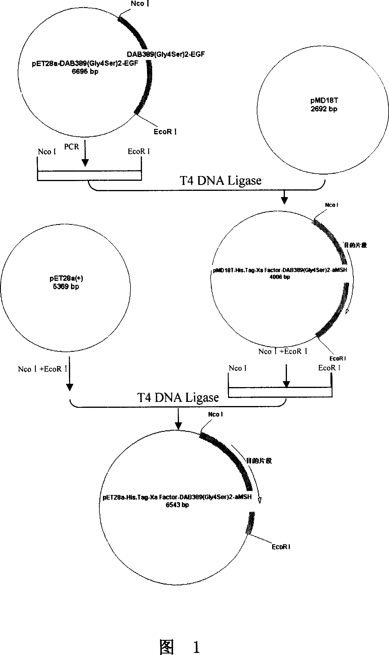 Recombined diphtheria toxin, preparation method, and application