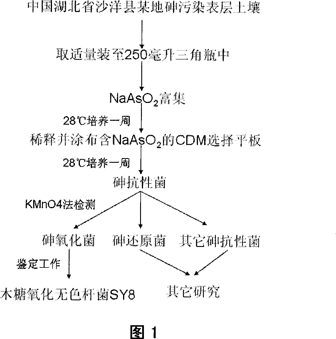 Xylose oxidation achromatous bacillus SY8 for purifying arsenic contamination and usage thereof