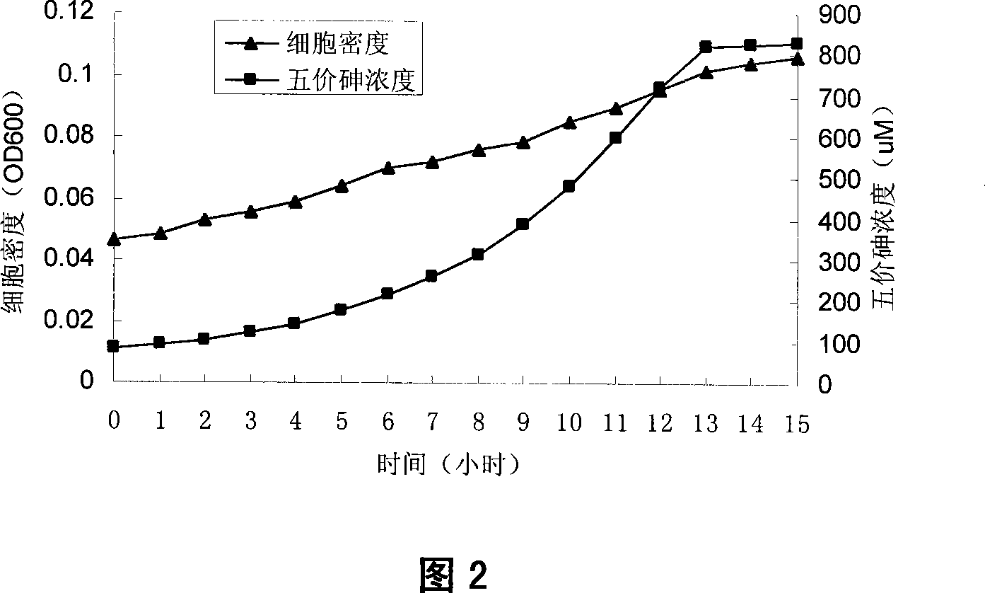 Xylose oxidation achromatous bacillus SY8 for purifying arsenic contamination and usage thereof