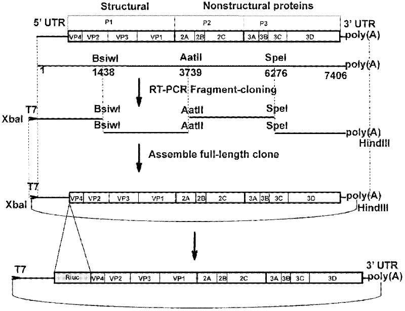 Preparation method and application of EV71 type full length infectious clone with luciferase tag