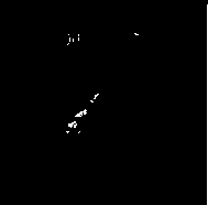 A method of exogenous ga3 inducing rose flowering