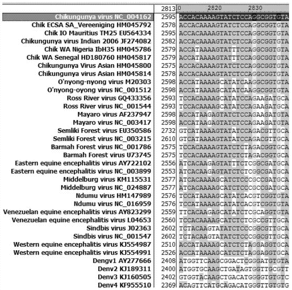 Kit and detection method for inverse transcription PCR detection of chikungunya virus