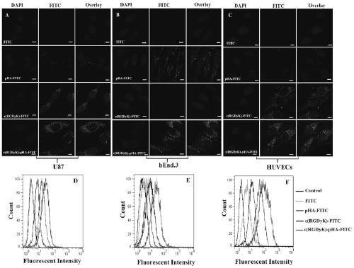 A kind of multifunctional targeting molecule and its use