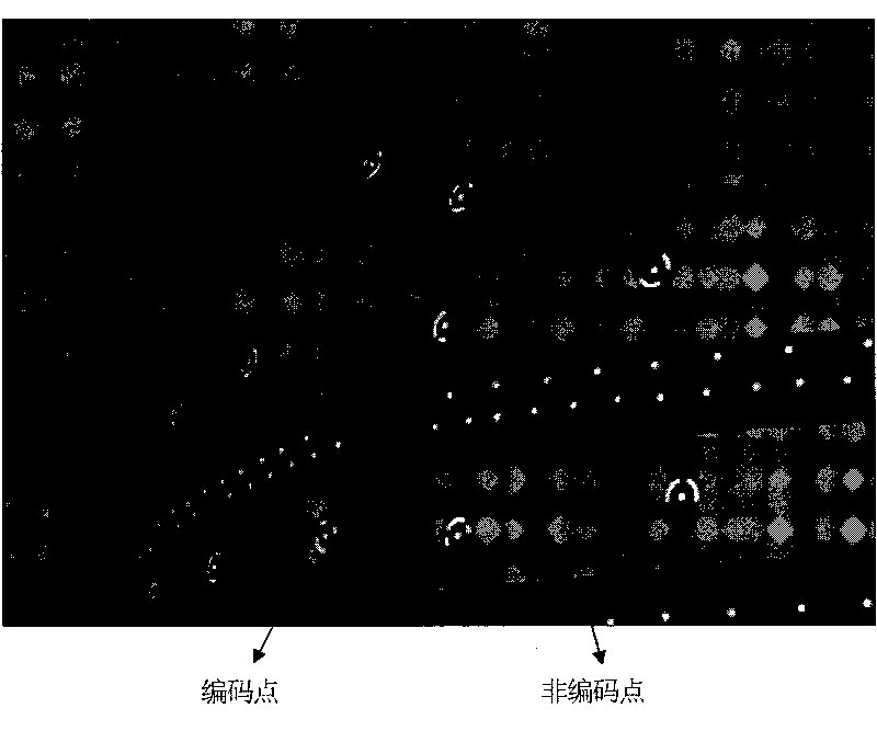 Precise identification and position method of robust coding point in image under complex background