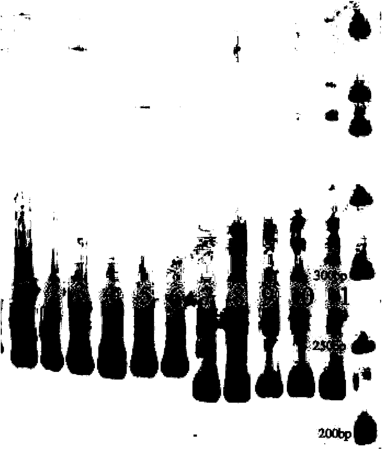 Micro-satellite primer used for identifying Tridacna maxima and Tridacna rosewateri, and identification method