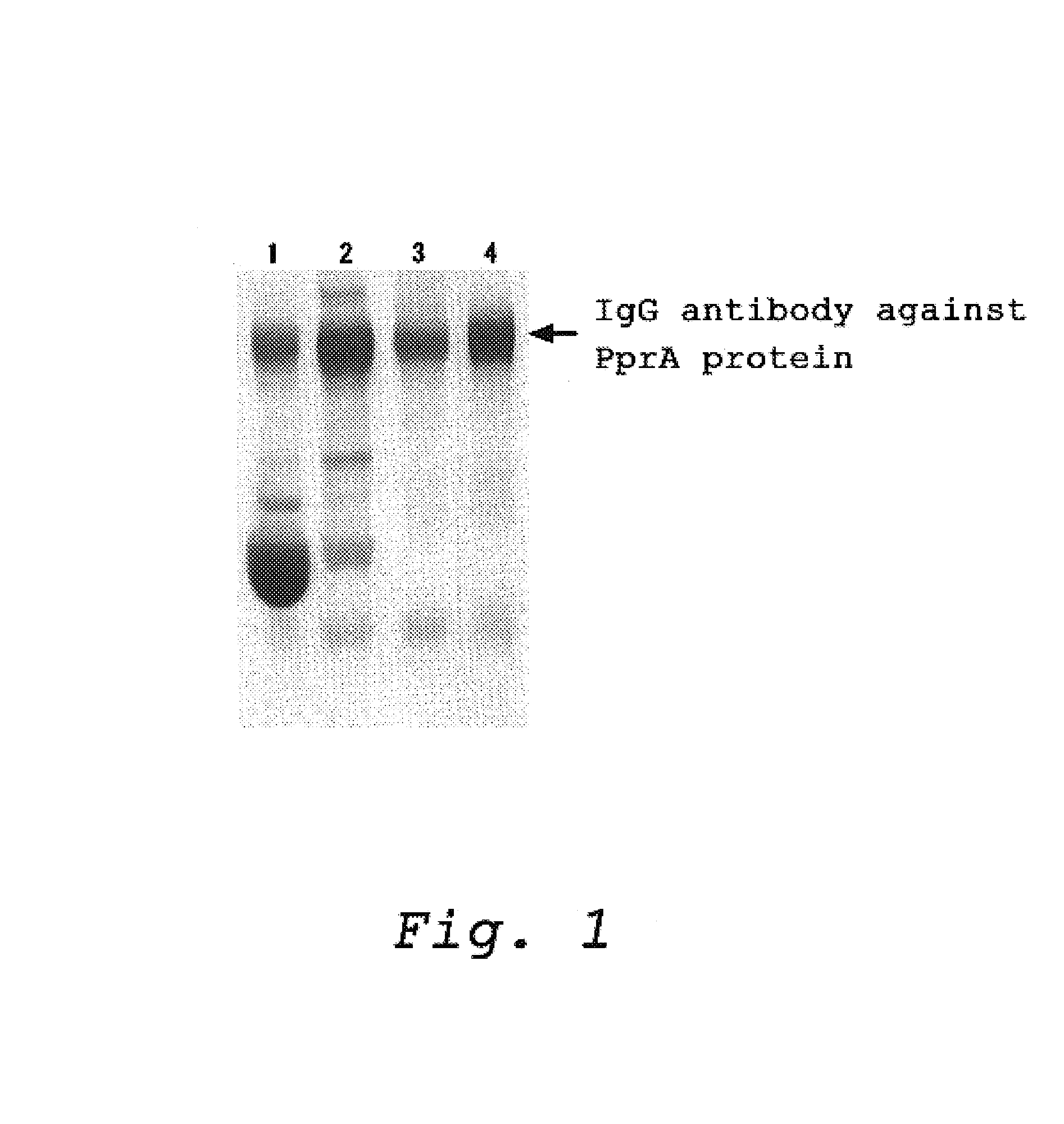 Method for efficiently determining a DNA strand break