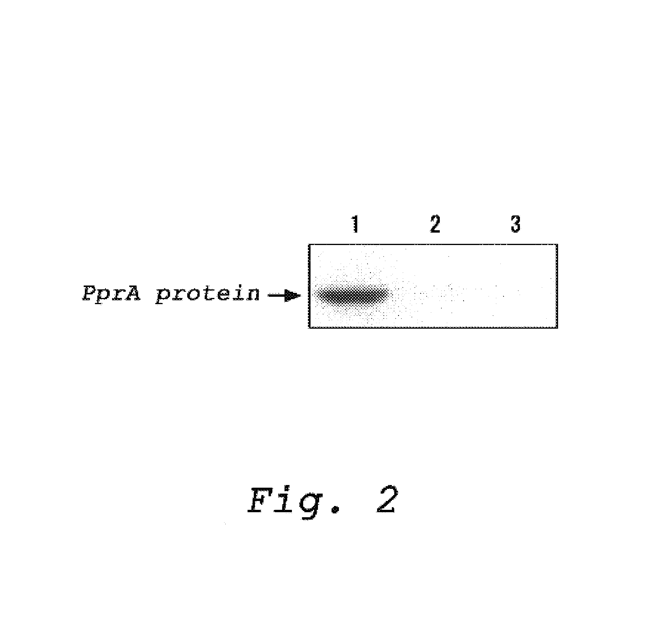 Method for efficiently determining a DNA strand break